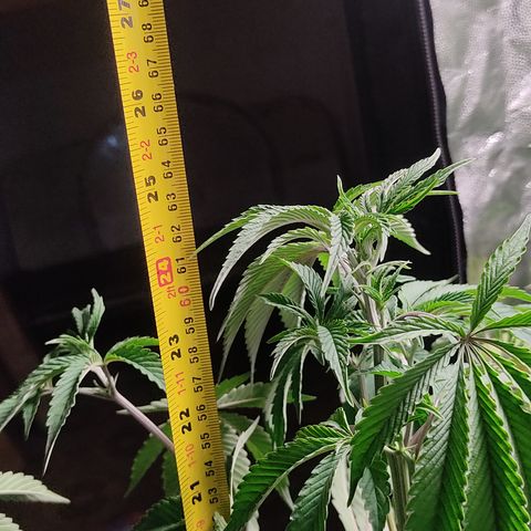 🔵 Foto Tropical Scout  growlog photo: Morrendo de sede 🥵