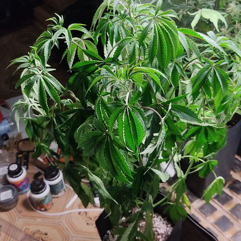 🔵 Foto Tropical Scout  growlog photo: Morrendo de sede 🥵