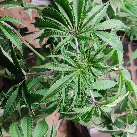 🔵 Foto Tropical Scout  growlog photo: Morrendo de sede 🥵