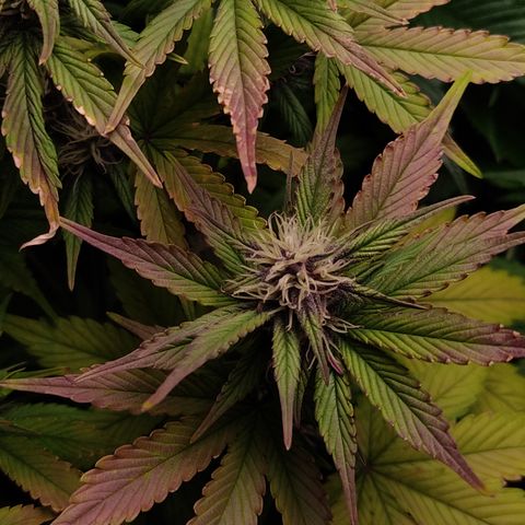 🟢 Auto Bloody fruit grape 🍇 growlog timeline photo