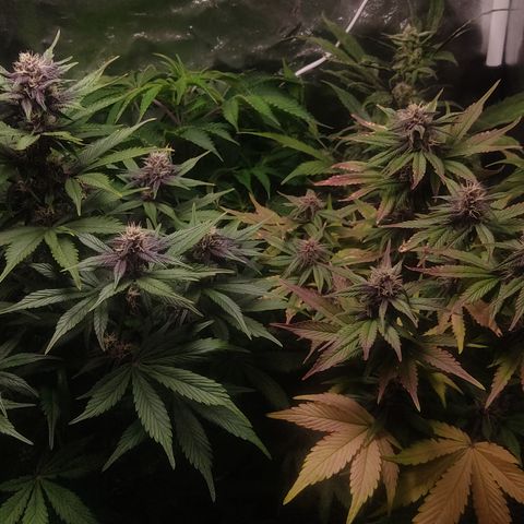 🟢 Auto Bloody fruit grape 🍇 growlog timeline photo
