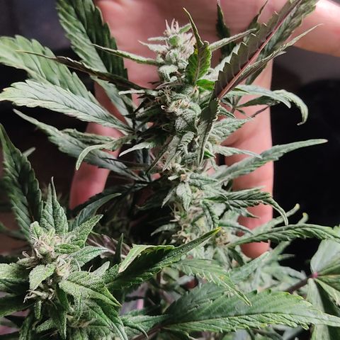 🔴 Auto Black Bird  growlog timeline photo