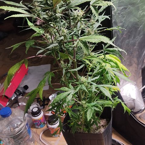 🔴 Auto Black Bird  growlog timeline photo