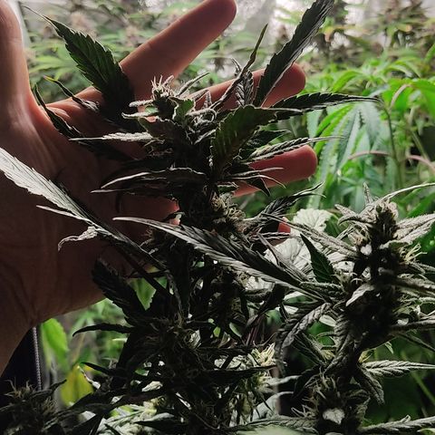 🔴 Auto Black Bird  growlog timeline photo