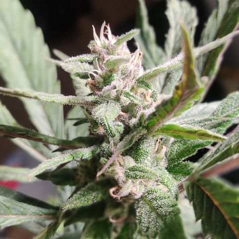 🔴 Auto Black Bird  growlog timeline photo