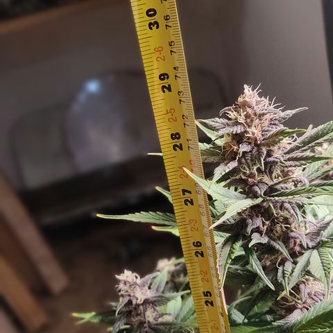 🔴 Auto Black Bird 2 growlog timeline photo