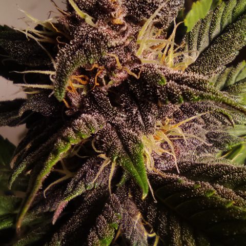 🔴 Auto Black Bird 2 growlog timeline photo