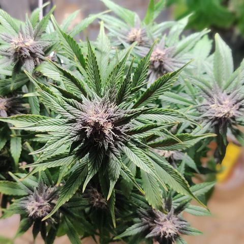 🔴 Auto Black Bird 2 growlog timeline photo