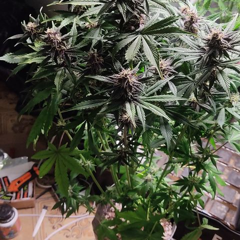 🔴 Auto Black Bird 2 growlog timeline photo