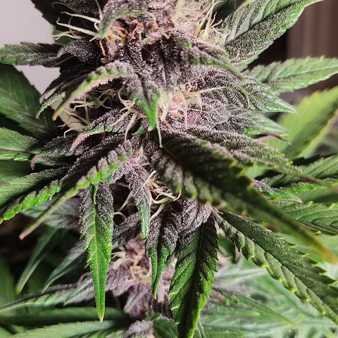 🔴 Auto Black Bird 2 growlog timeline photo