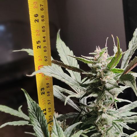 🔴 Auto Black Bird  growlog timeline photo