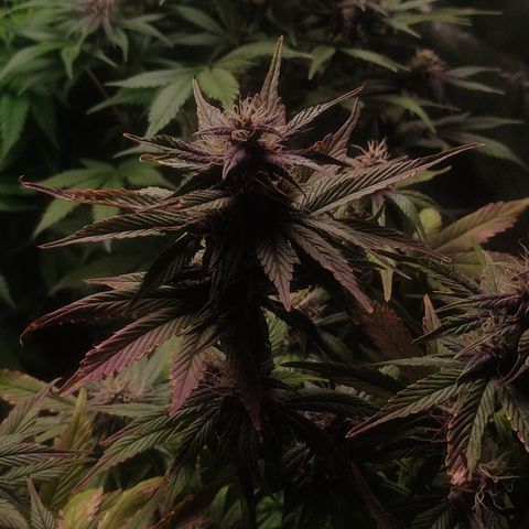 🟢 Auto Bloody fruit grape 🍇 growlog timeline photo