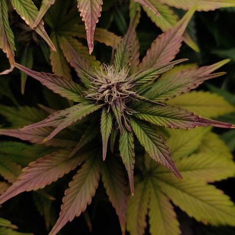 🟢 Auto Bloody fruit grape 🍇 growlog timeline photo
