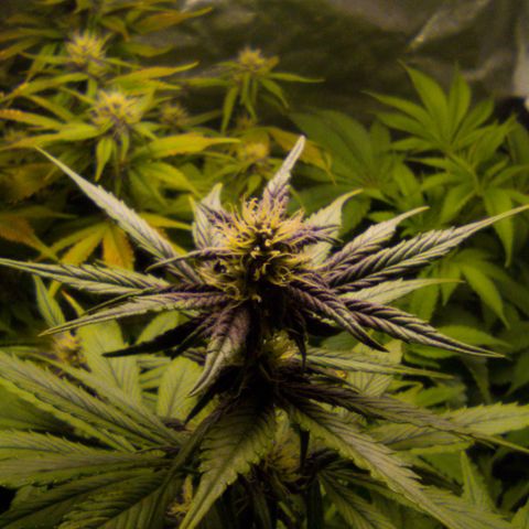 🔴 Auto Black Bird 2 growlog timeline photo