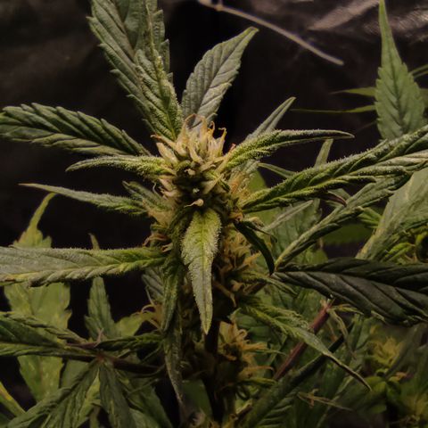 🔴 Auto Black Bird  growlog timeline photo