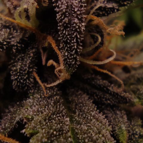 🟢 Auto Bloody fruit grape 🍇 growlog timeline photo