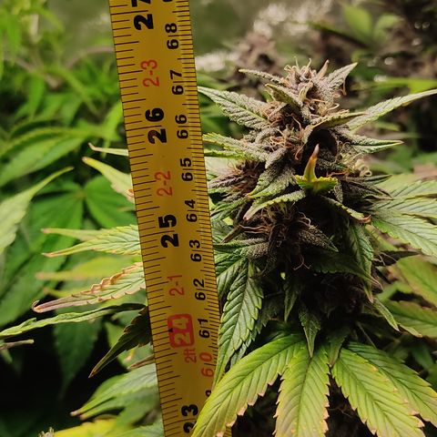 🟢 Auto Bloody fruit grape 🍇 growlog timeline photo