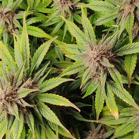 🟢 Auto Bloody fruit grape 🍇 growlog timeline photo