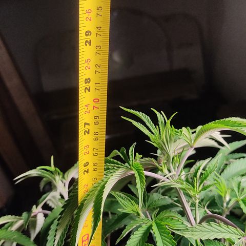 🔵 Foto Tropical Scout  growlog timeline photo