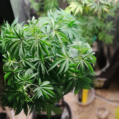 🔵 Foto Tropical Scout  growlog timeline photo