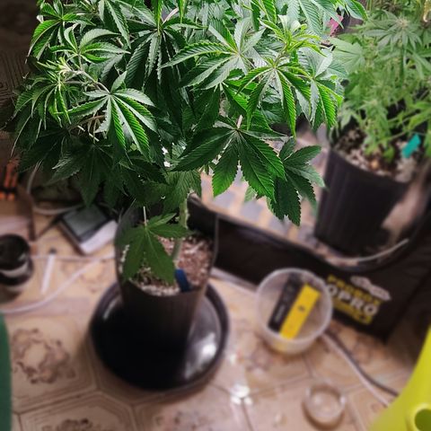 🔵 Foto Tropical Scout  growlog timeline photo