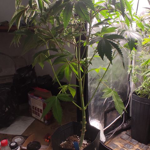 🔵 Foto Tropical Scout  growlog timeline photo