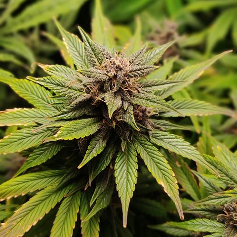 🟢 Auto Bloody fruit grape 🍇 growlog timeline photo