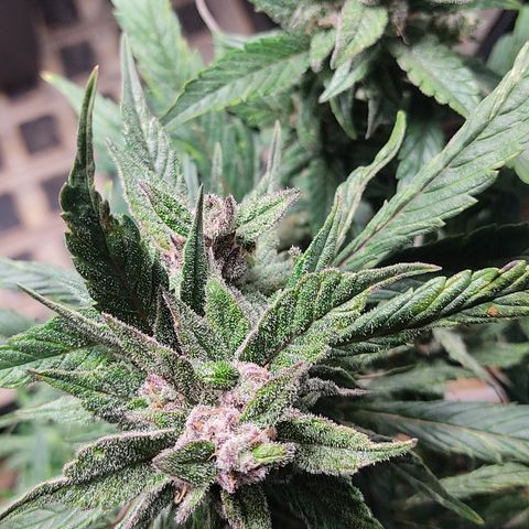 🔴 Auto Black Bird  growlog timeline photo