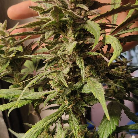 🔴 Auto Black Bird  growlog timeline photo