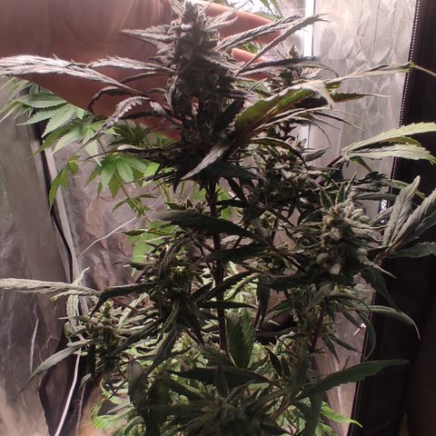🔴 Auto Black Bird  growlog timeline photo