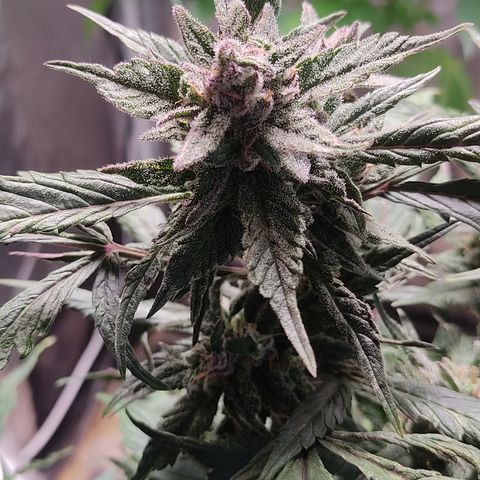 🔴 Auto Black Bird  growlog timeline photo