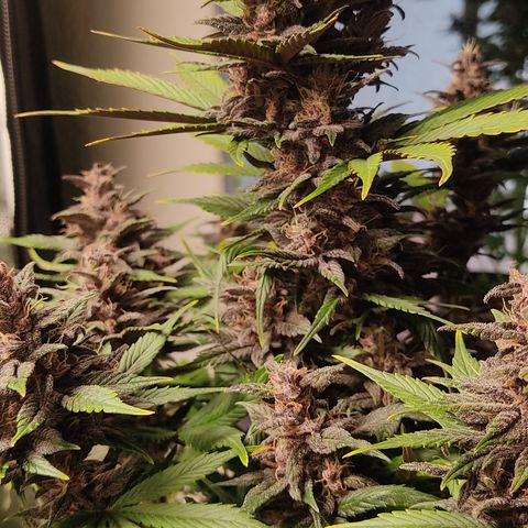 🔴 Auto Black Bird  growlog timeline photo
