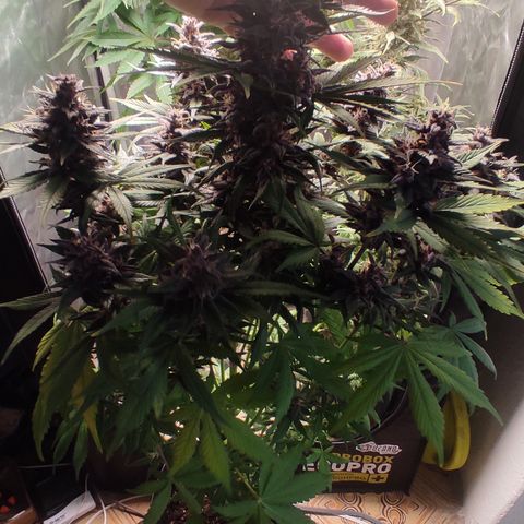 🔴 Auto Black Bird  growlog timeline photo