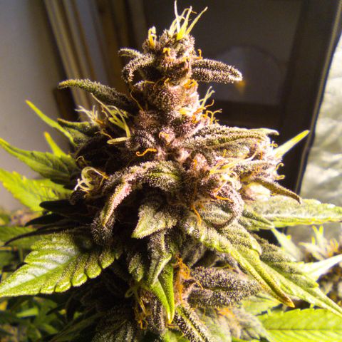 🔴 Auto Black Bird  growlog timeline photo