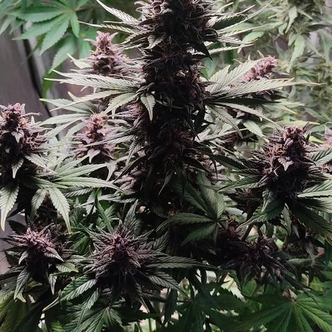 🔴 Auto Black Bird  growlog timeline photo