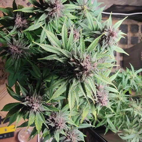 🔴 Auto Black Bird  growlog timeline photo