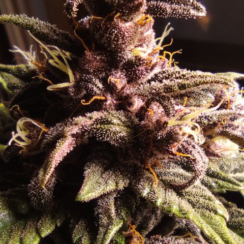 🔴 Auto Black Bird  growlog timeline photo