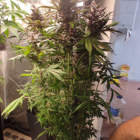 🔴 Auto Black Bird  growlog timeline photo