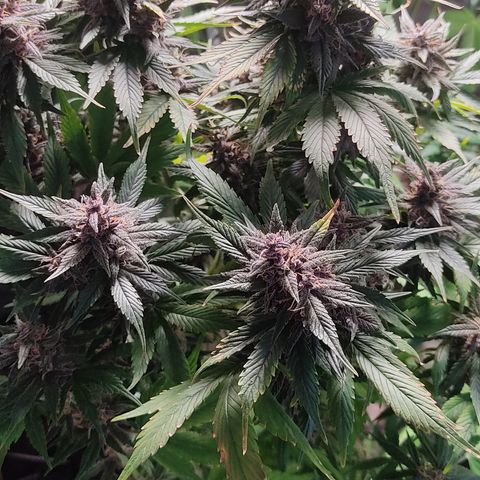 🟢 Auto Bloody fruit grape 🍇 growlog timeline photo