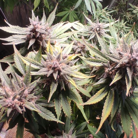 🟢 Auto Bloody fruit grape 🍇 growlog timeline photo
