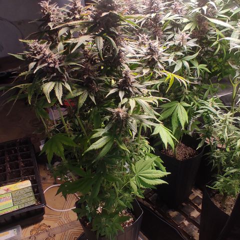 🟢 Auto Bloody fruit grape 🍇 growlog timeline photo
