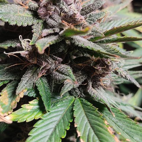 🟢 Auto Bloody fruit grape 🍇 growlog timeline photo
