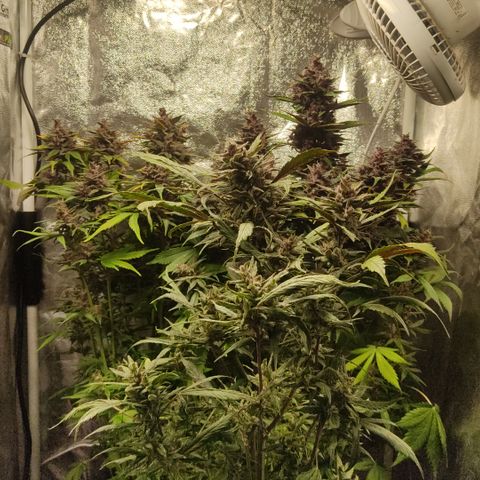 🔴 Auto Black Bird  growlog timeline photo