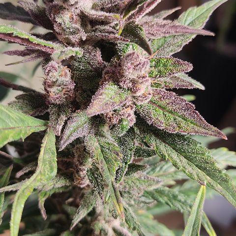 🔴 Auto Black Bird  growlog timeline photo
