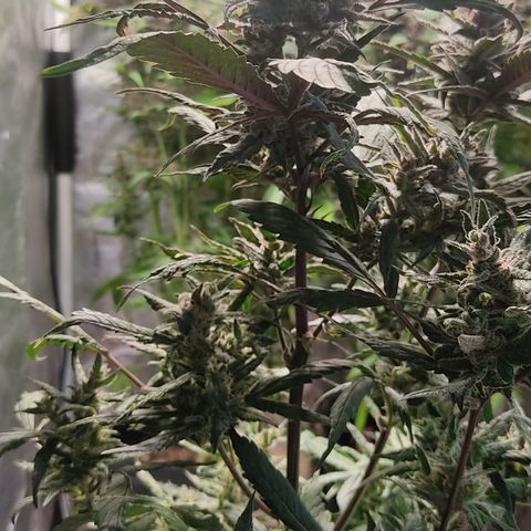 🔴 Auto Black Bird  growlog timeline photo
