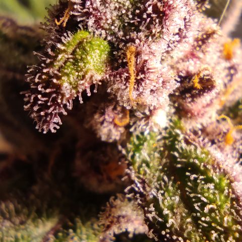 🔴 Auto Black Bird  growlog timeline photo