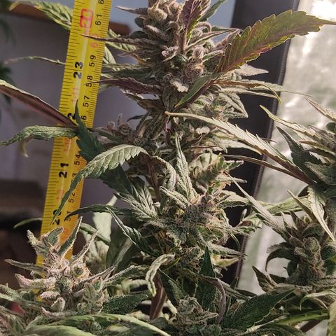 🔴 Auto Black Bird  growlog timeline photo
