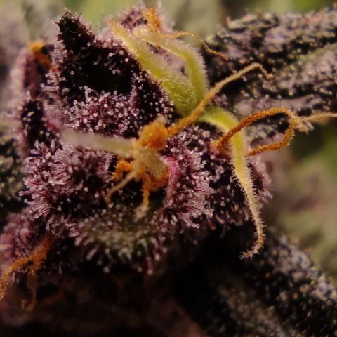 🔴 Auto Black Bird 2 growlog timeline photo