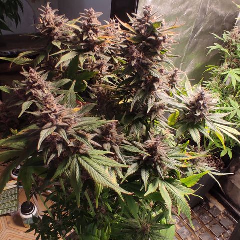 🟢 Auto Bloody fruit grape 🍇 growlog timeline photo