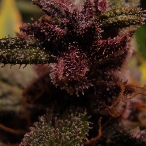 🟢 Auto Bloody fruit grape 🍇 growlog timeline photo